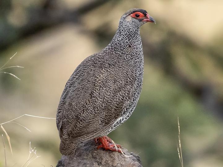 Harwood's Spurfowl