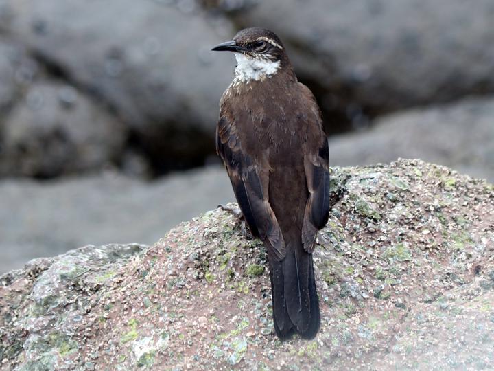Chilean Seaside Cinclodes