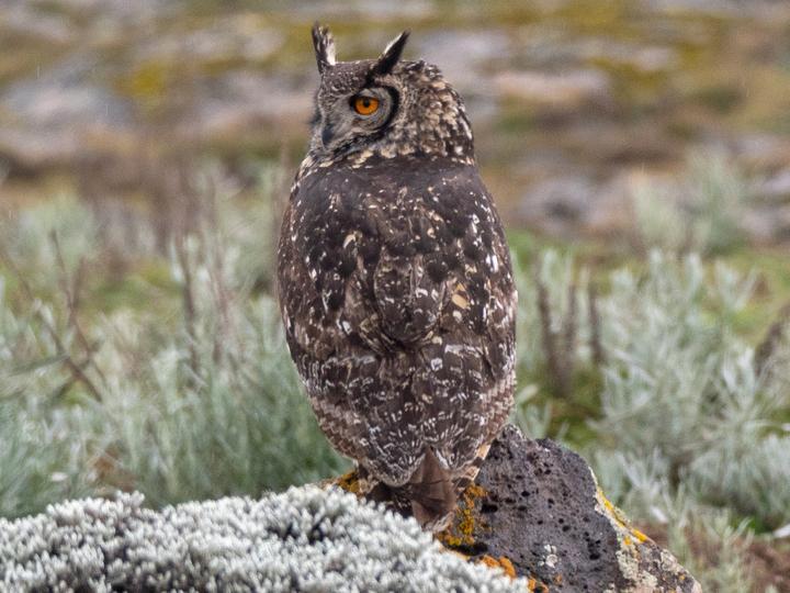 Cape Eagle-Owl