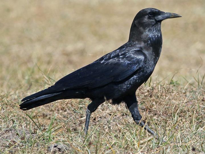 Cape Crow