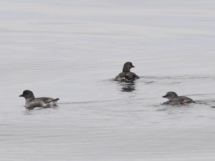 Cassin's Auklet