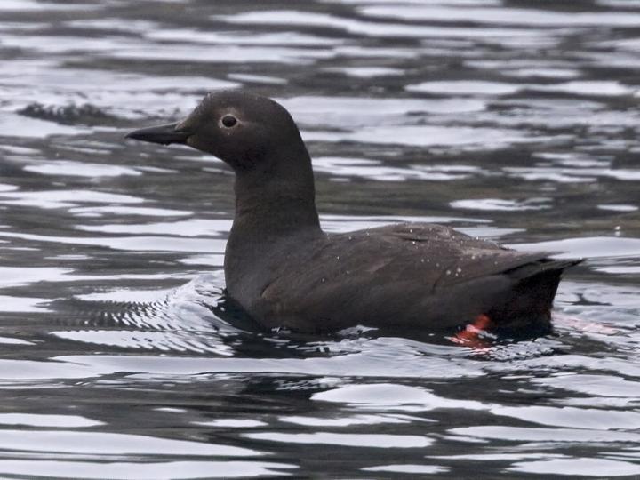 Pigeon Guillemot