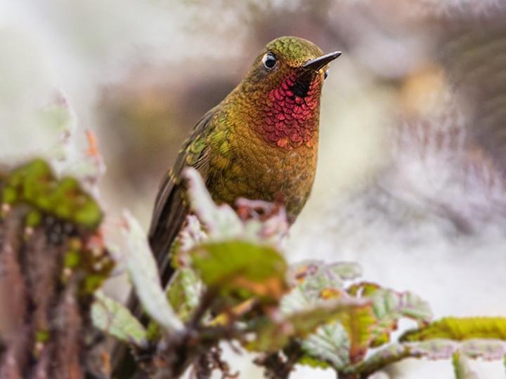 Neblina Metaltail