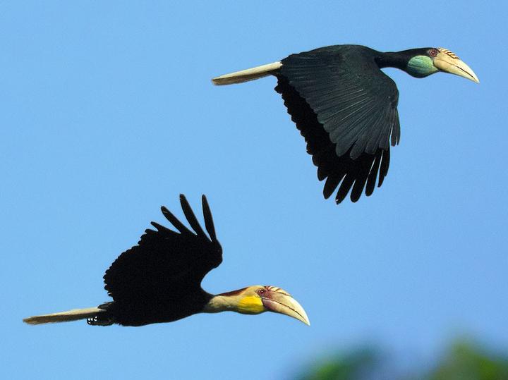 Plain-pouched Hornbill