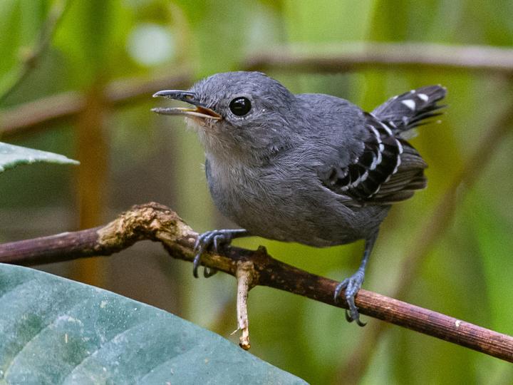 Plain-throated Antwren