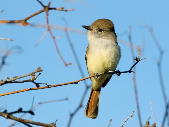 Nutting's Flycatcher