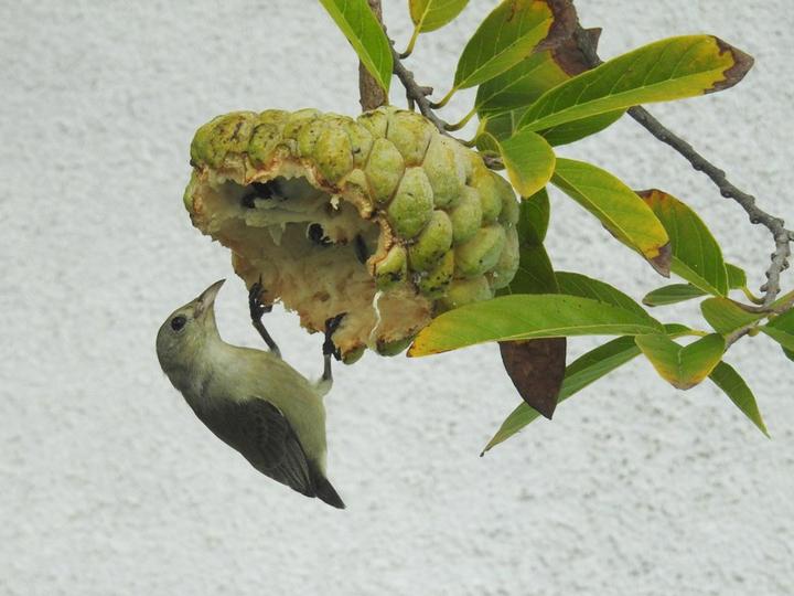 Pale-billed Flowerpecker