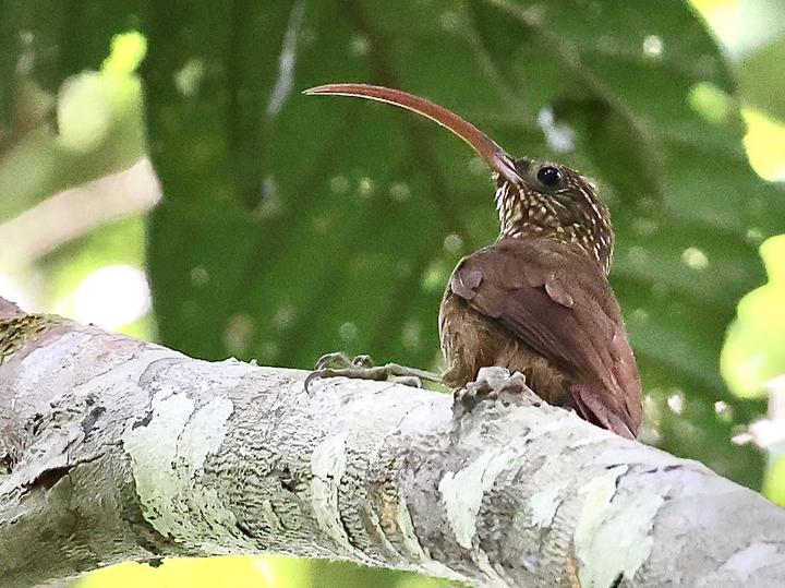 Curve-billed Scythebill