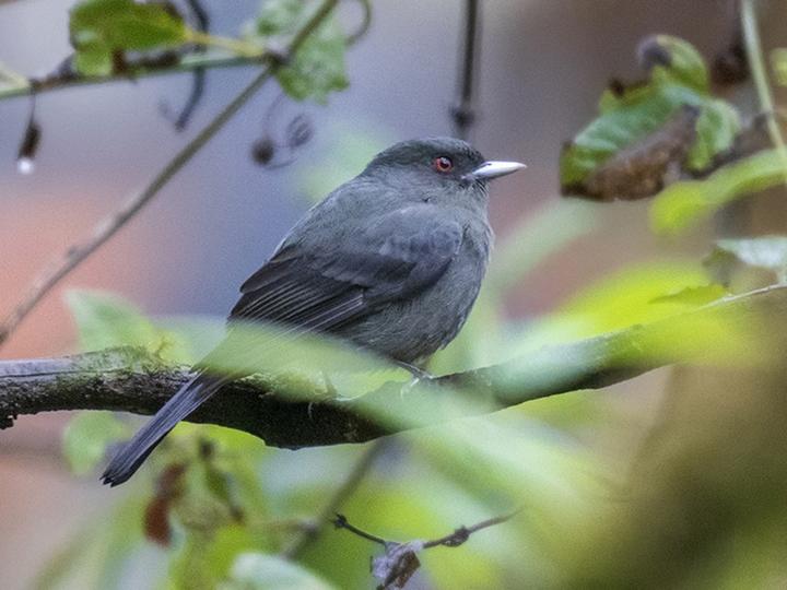 Plumbeous Tyrant