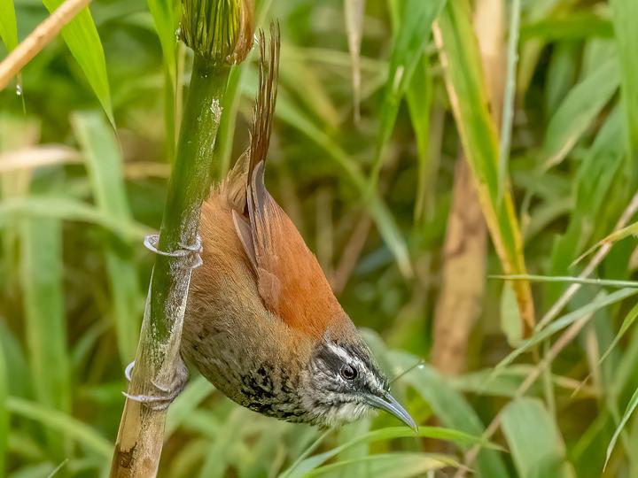 Plain-tailed Wren