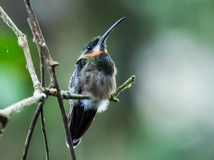 Pale-tailed Barbthroat