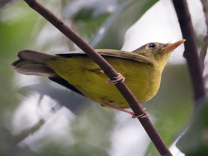 Alström's Warbler
