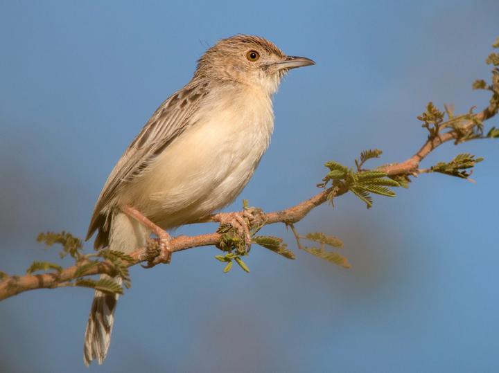 Ashy Cisticola