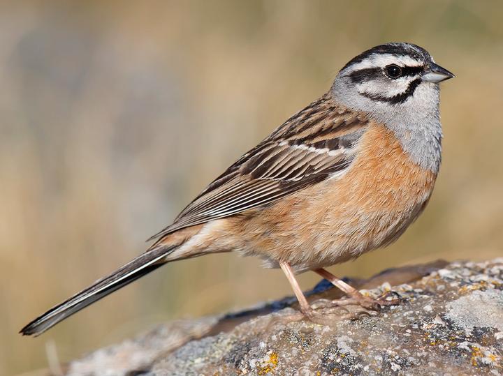Rock Bunting