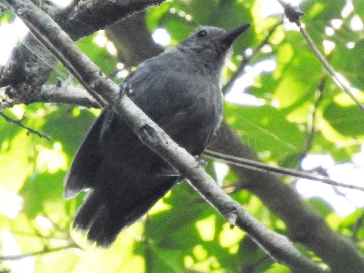 Yungas Antwren