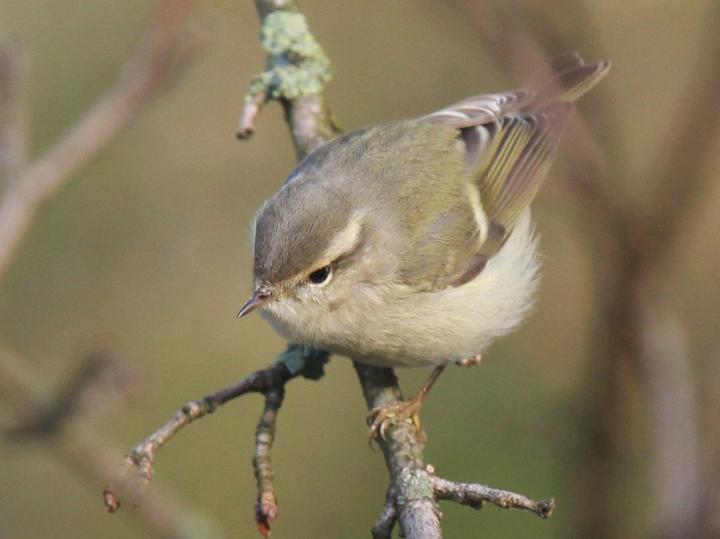 Hume's Leaf Warbler