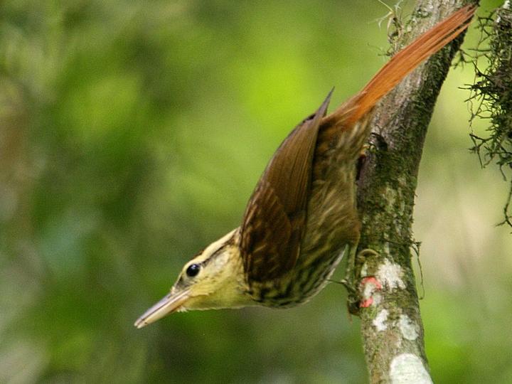 Pale-browed Treehunter