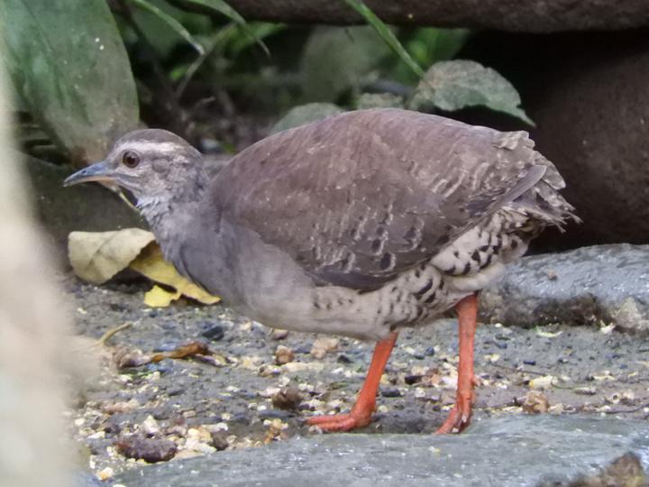 Pale-browed Tinamou