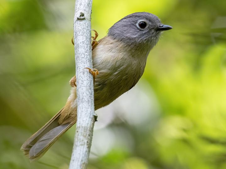 Huet's Fulvetta