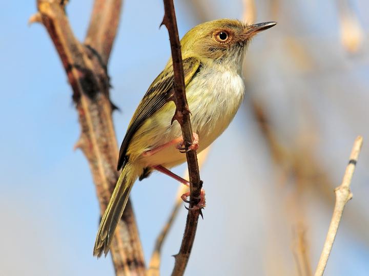 Pale-eyed Pygmy Tyrant