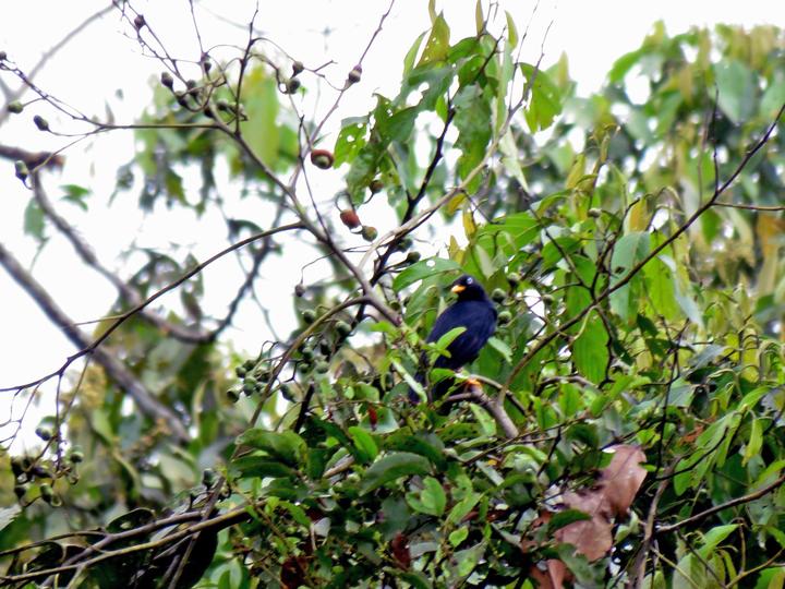 Pale-eyed Thrush