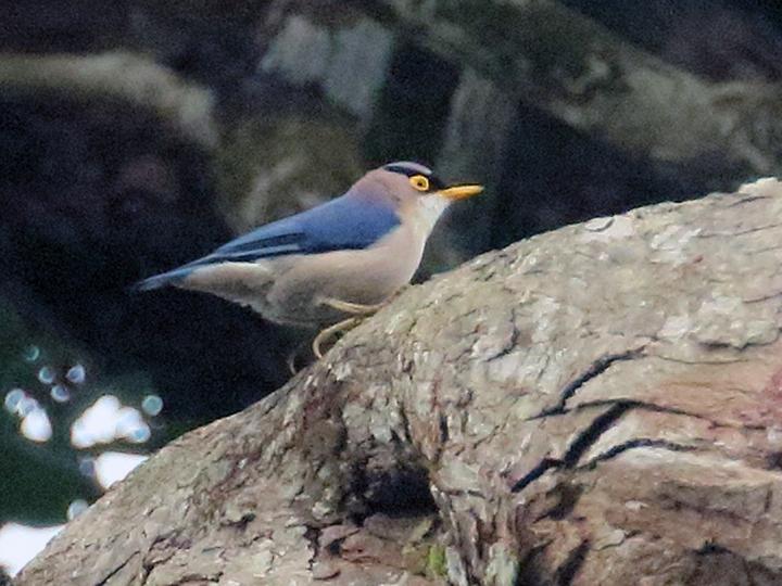Yellow-billed Nuthatch