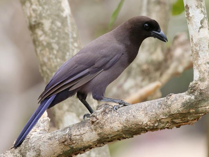 Purplish Jay