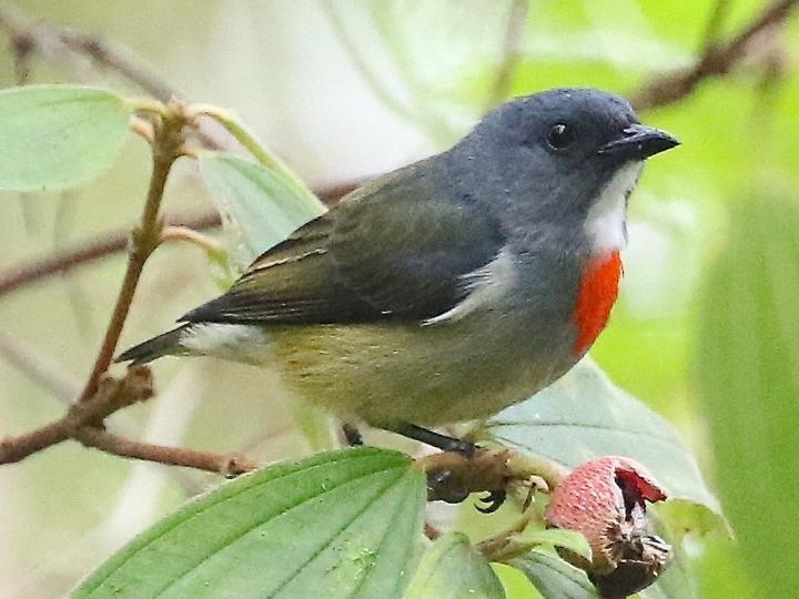 Buru Flowerpecker