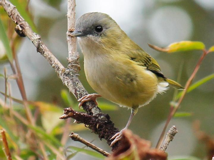Green Shrike-babbler