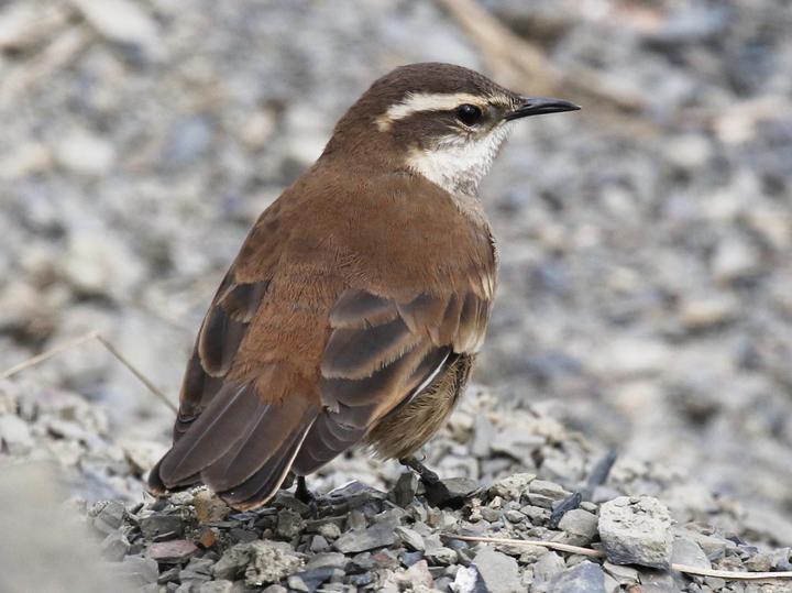 Cream-winged Cinclodes