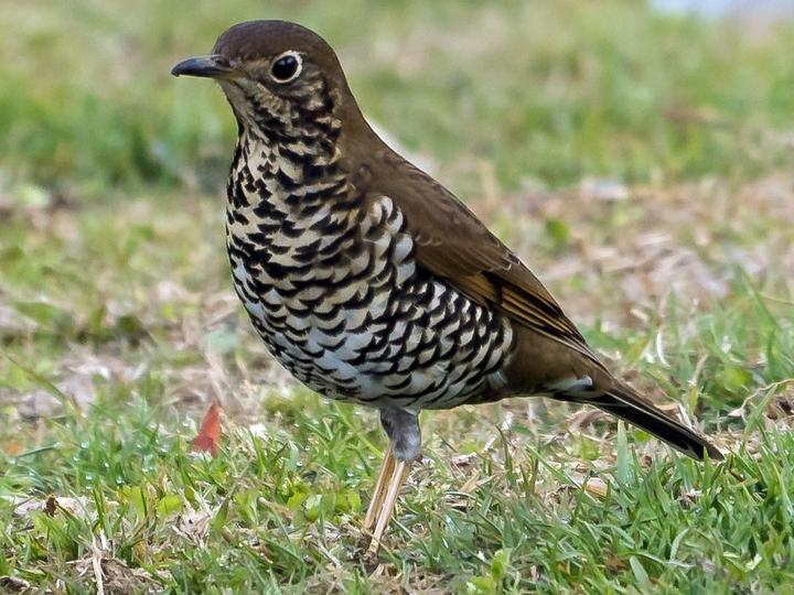 Alpine Thrush