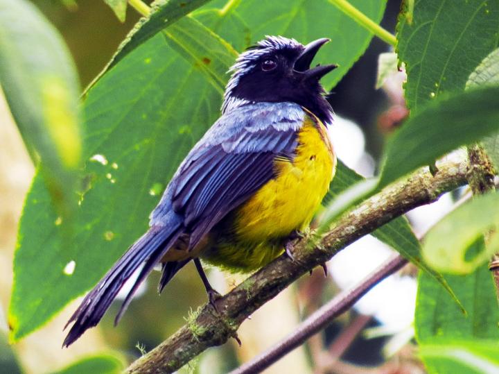 Buff-breasted Mountain Tanager