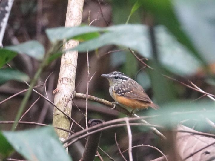 Imeri Warbling Antbird
