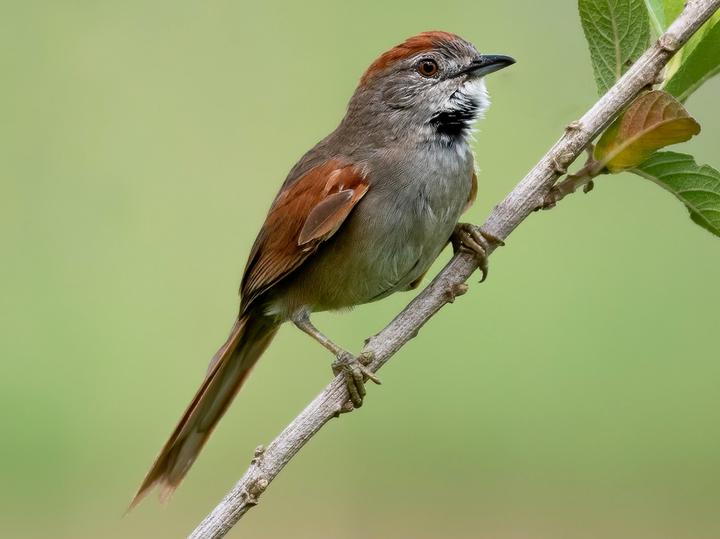Pale-breasted Spinetail