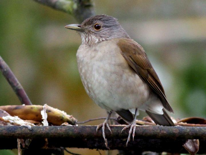 Pale-breasted Thrush