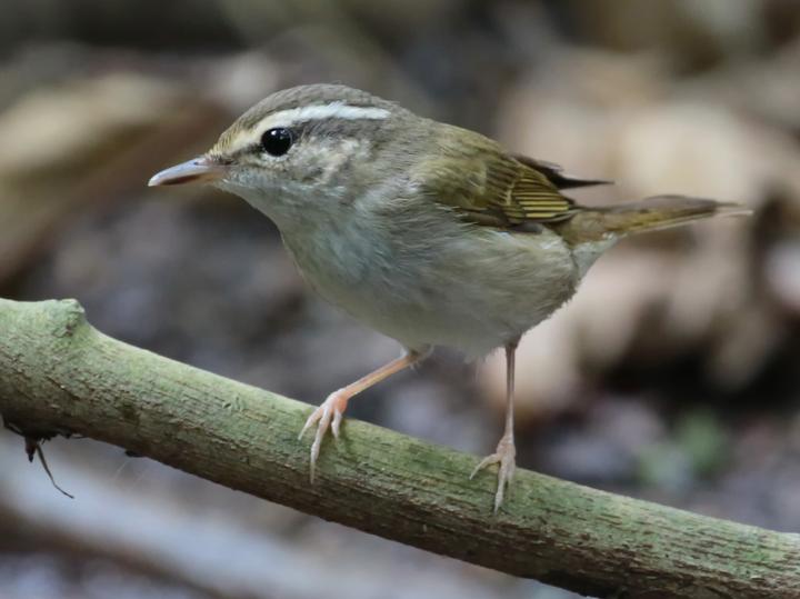 Pale-legged Leaf Warbler