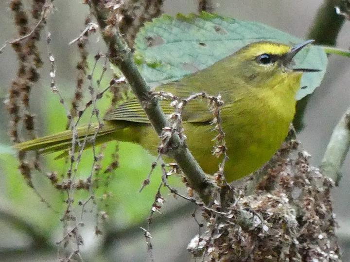 Pale-legged Warbler