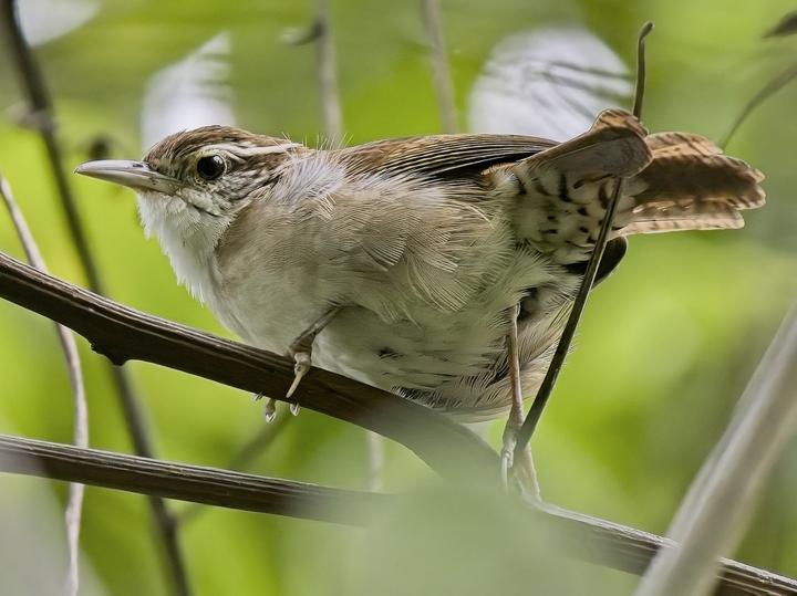 Antioquia Wren