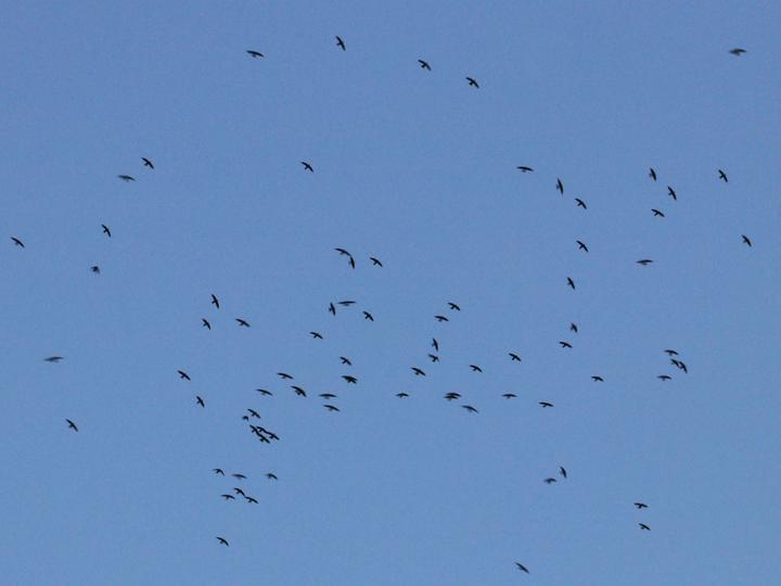 Grey-rumped Swift