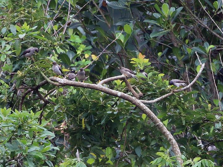 Pale-bellied Myna