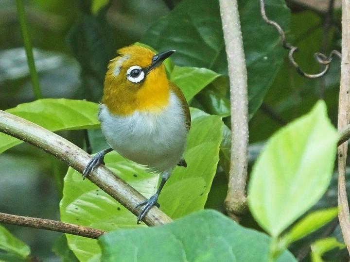 Pale-bellied White-eye