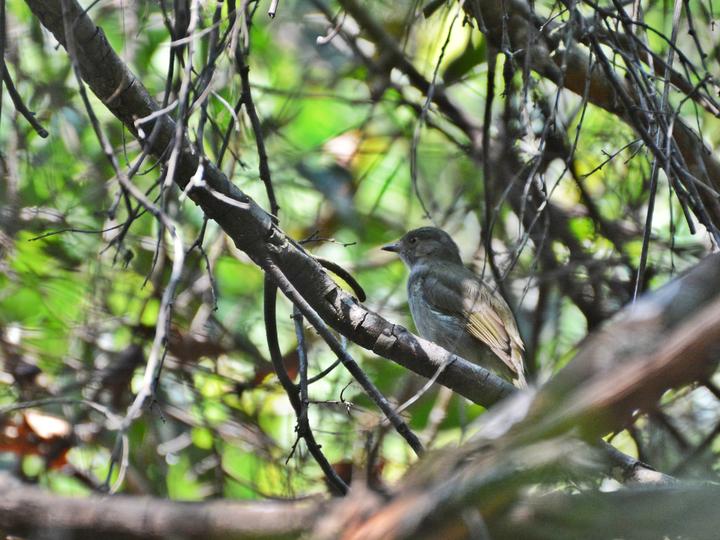Pale-bellied Tyrant-Manakin
