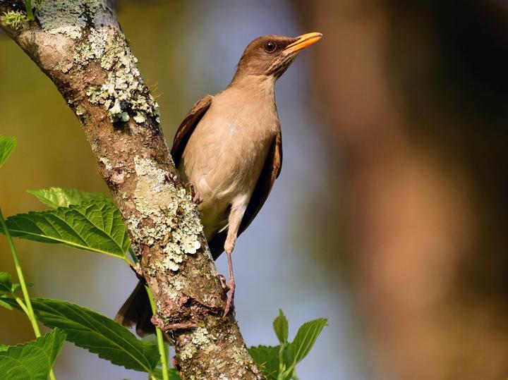 Creamy-bellied Thrush
