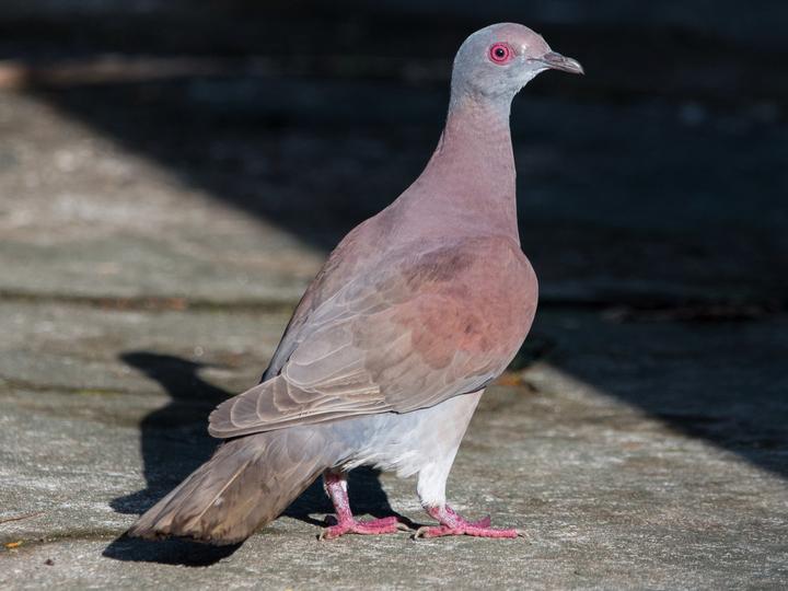 Pale-vented Pigeon