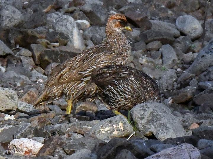 Djibouti Spurfowl