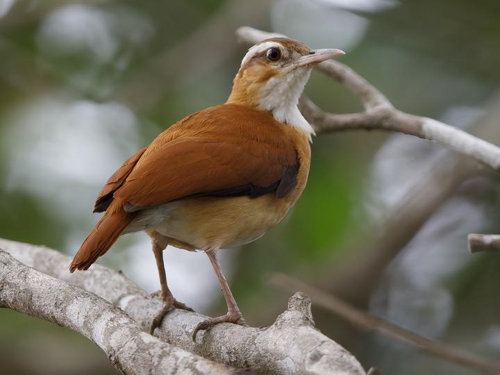 Pale-legged Hornero