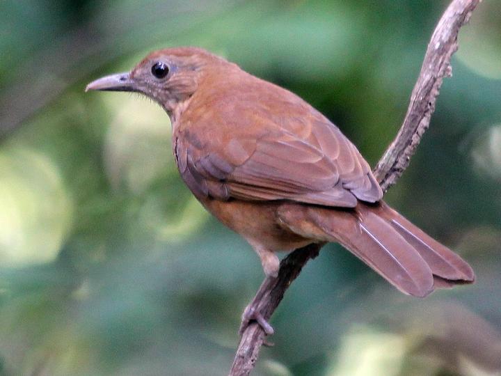 Cocoa Thrush