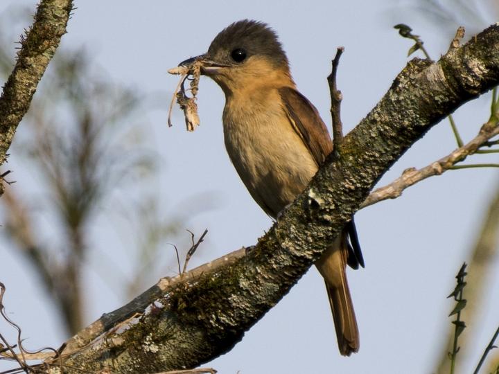 Crested Becard