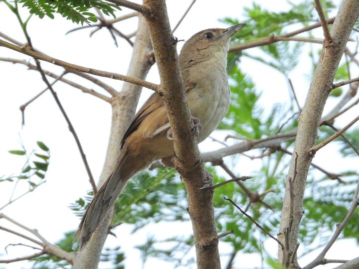 Plain Thornbird