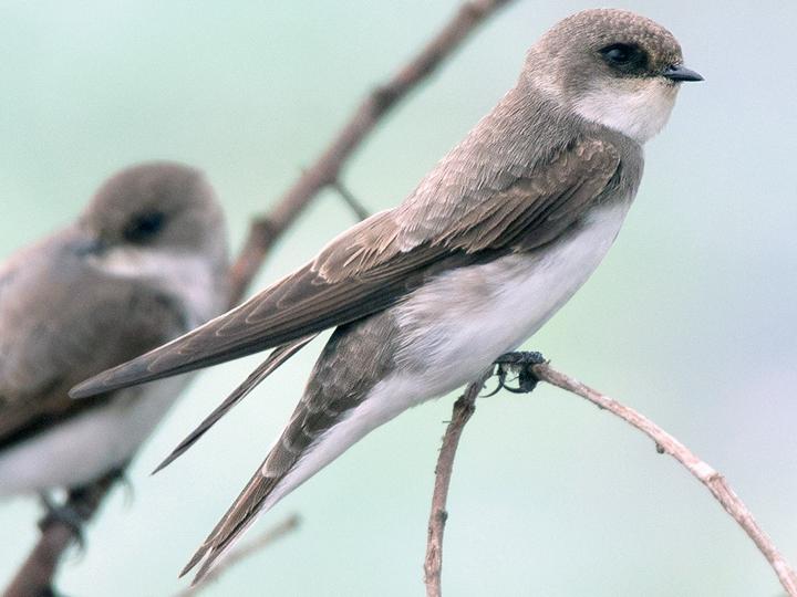 Pale Martin